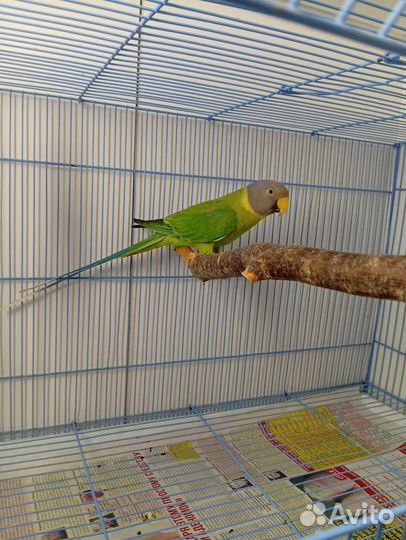 Попугай сливоголовый