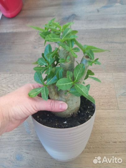 Адениум арабикум