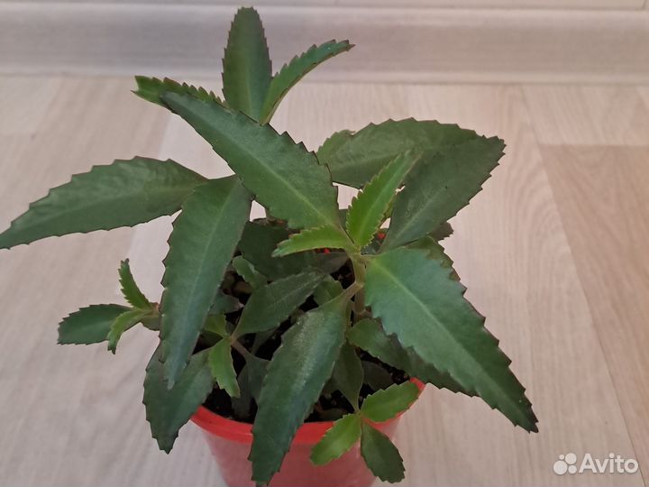 Каланхоэ Дегремона