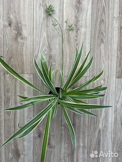 Хлорофитум