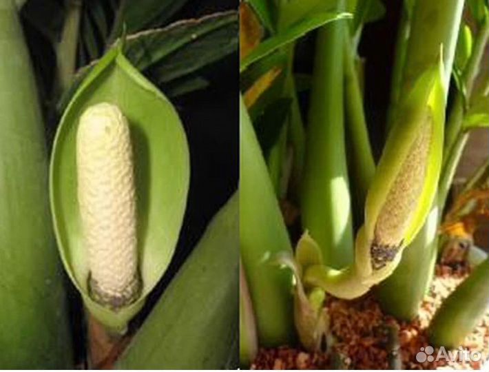 Замиокулькас