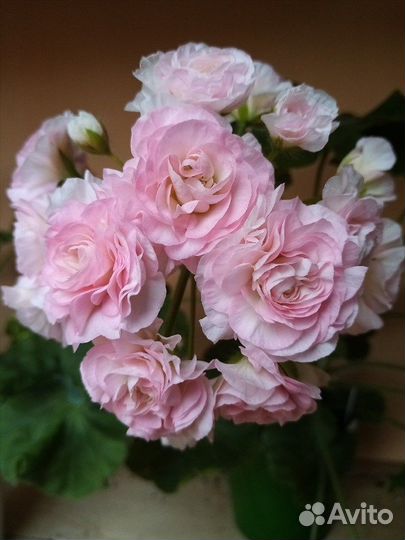 Пеларгония герань