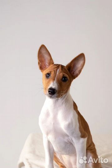 Шикарная девочка басенджи