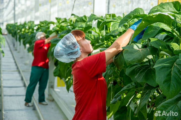 Разнораб в теплицу на подработку с ежедневной опл