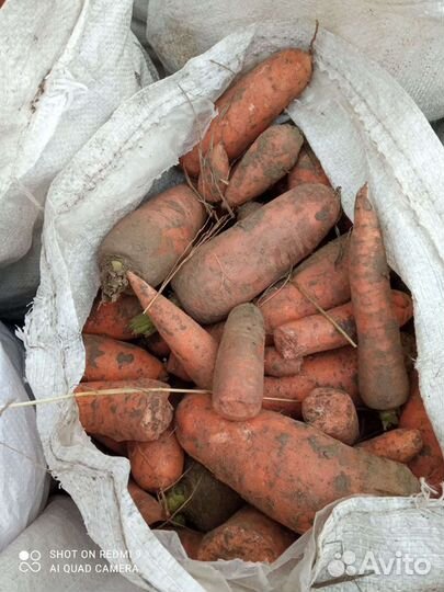 Морковка для ваших любимцев