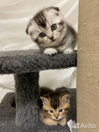 Шотладские котята