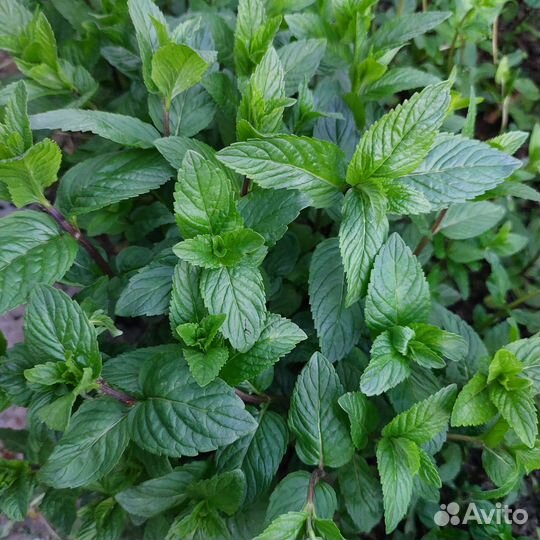 Мята Перечная