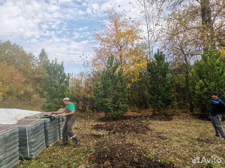 Деревья крупномеры