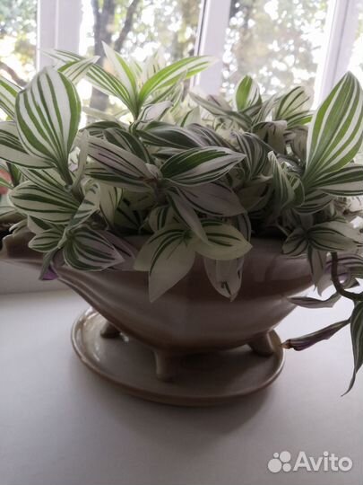 Традесканция с горшком