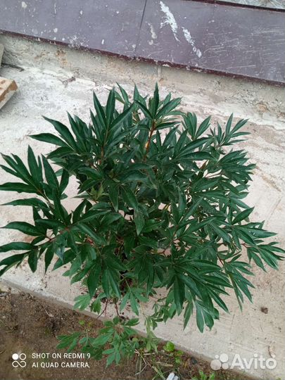 Кусты пионов