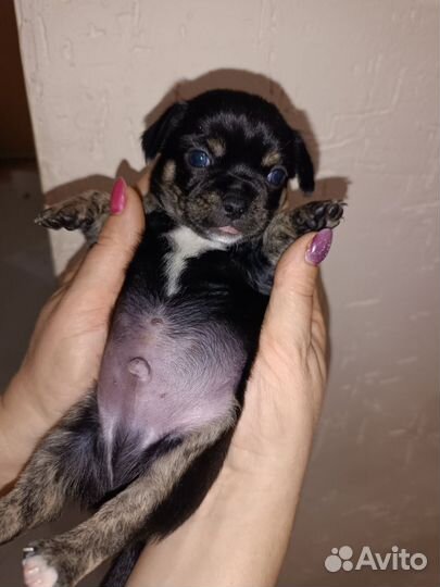 Щенки чихуахуа