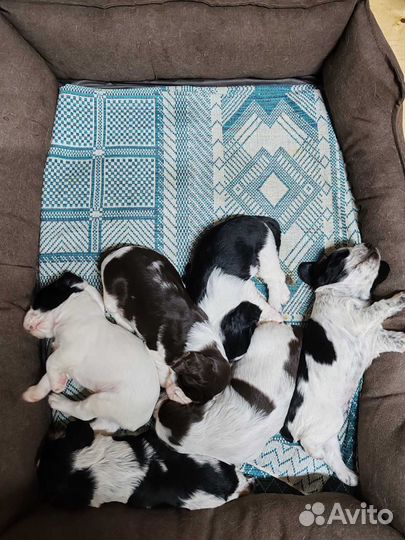 Щенки Русского охотничего спаниеля