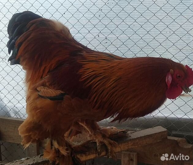 Петух породы Брама