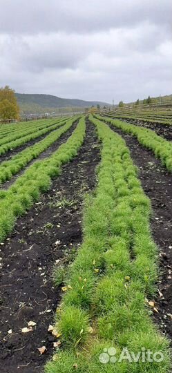 Сеянцы сосны обыкновенной