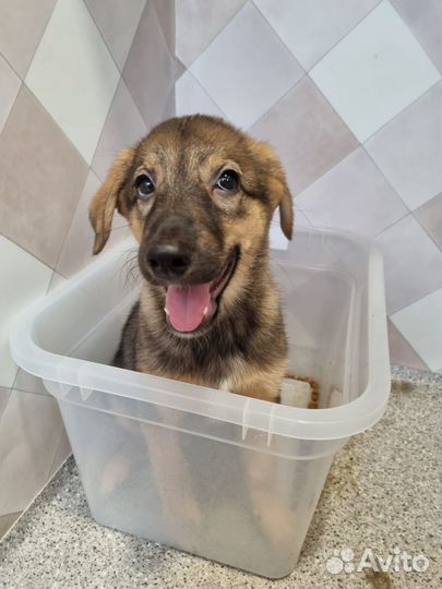 Щенок из приюта в добрые руки бесплатно