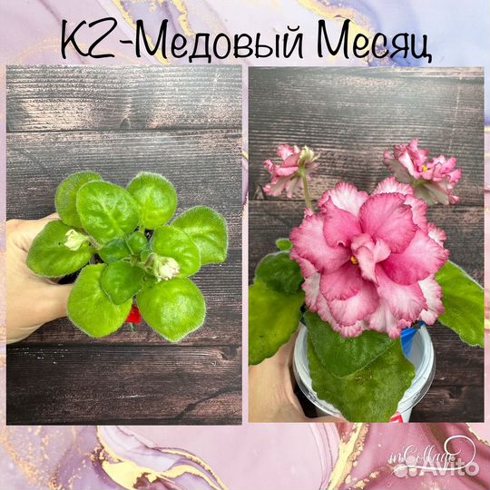 Детки сортовых фиалок