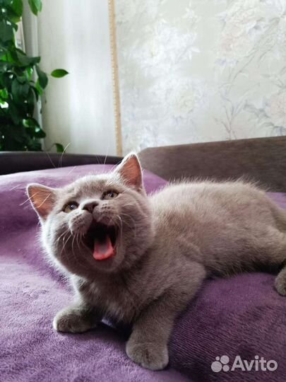 Британские котята