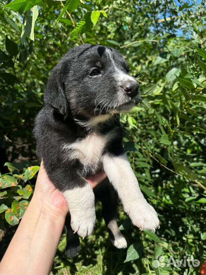 Мальчики и девочки