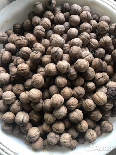 Орех грецкий