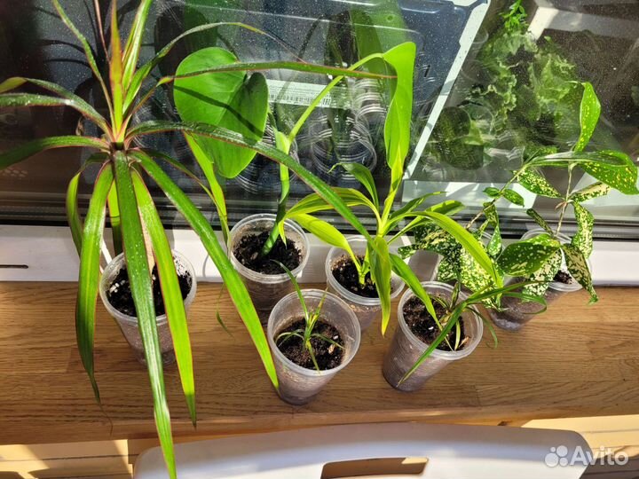 Суккуленты, фиалки, драцены и др