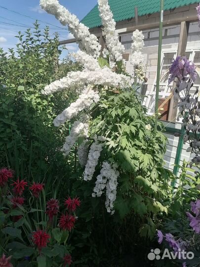 Садовые цветы