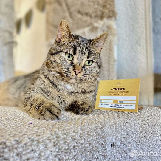 Котики бесплатно в добрые руки