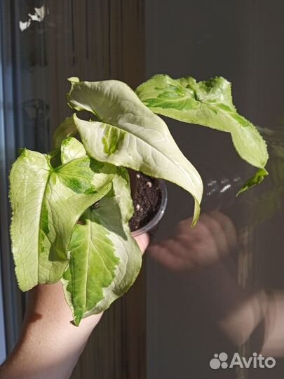 Сингониумы