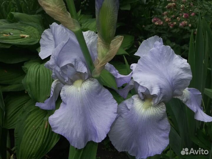 Многолетники цветущие