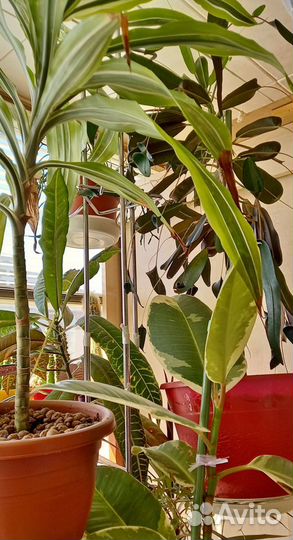 Продам комнатные цветы