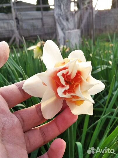 Луковицы Нарцисса