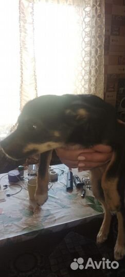 Собака в добрые руки отдам бесплатно