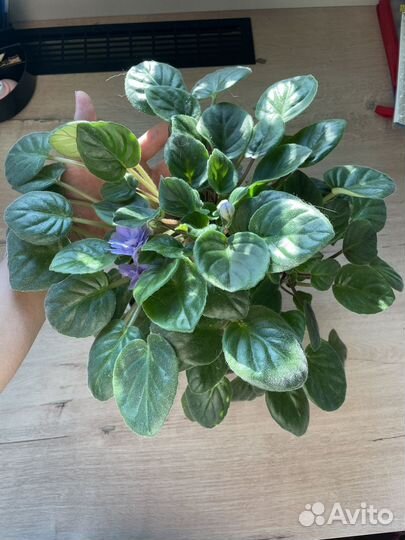 Фиалка сортовая ле -Кудрявый хмель