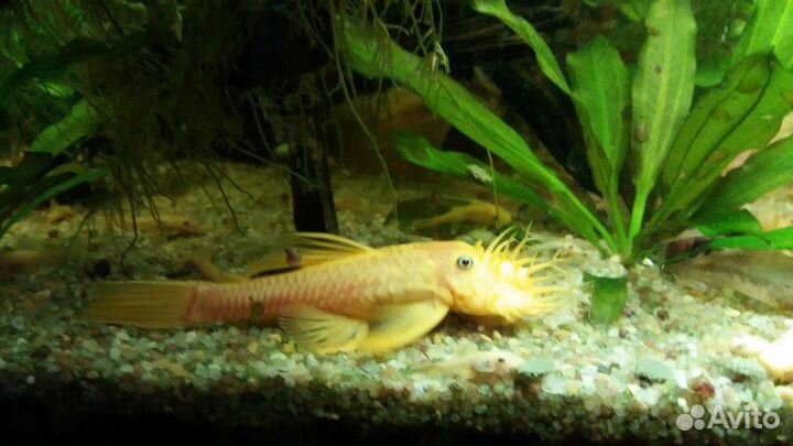 Анциструс L144, L 397, L181