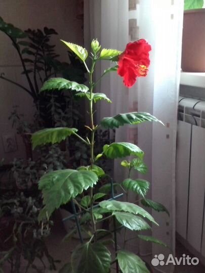 Китайская роза