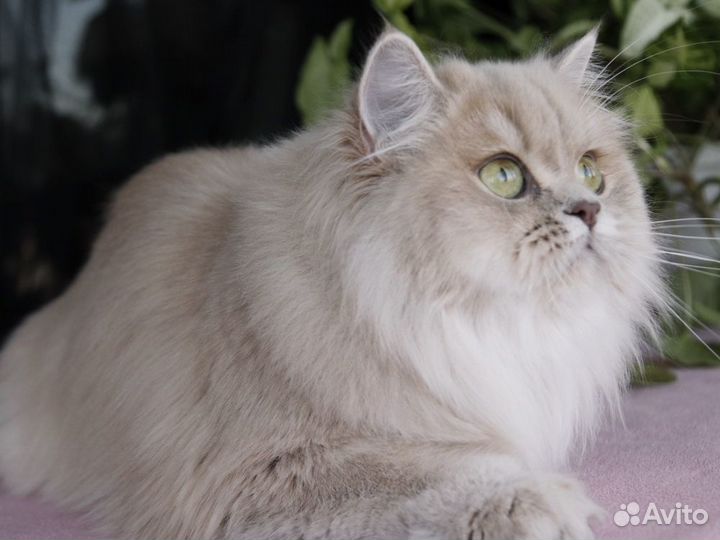 Золотистые британцы