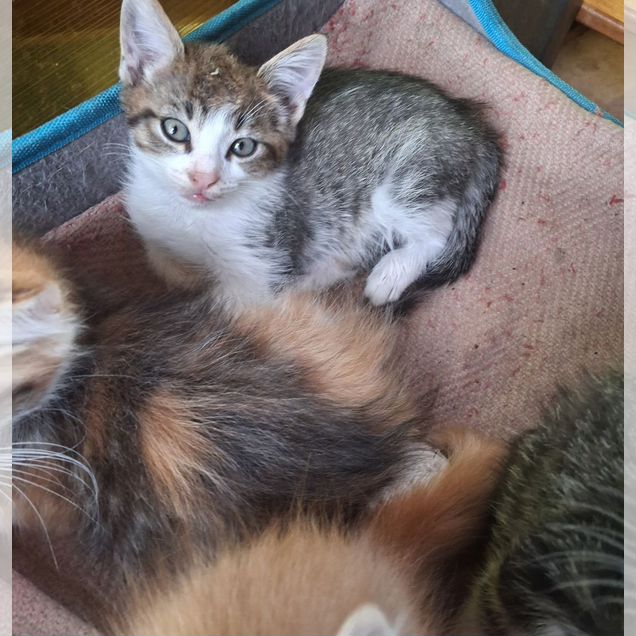 Котёнок в добрые руки
