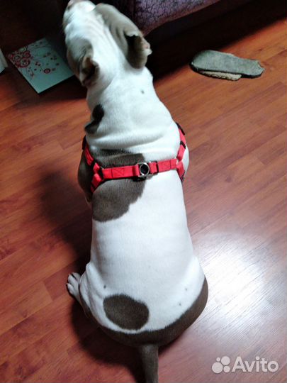 Шлейка для собаки