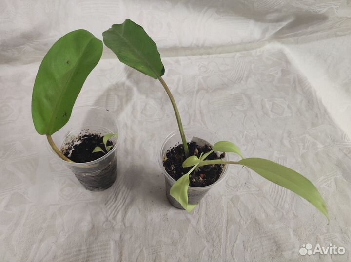 Филодендроны Thai Sunrise, Violin var, gold и др