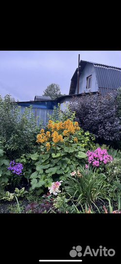 Бузульники