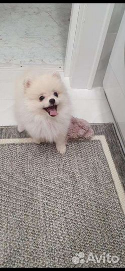 Зоогостиница, домашняя передержка животных