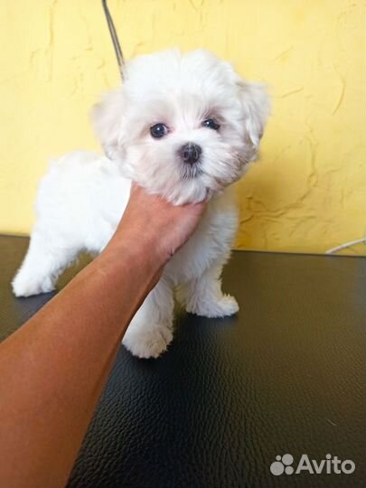 Мальтезе девочки и мальчик