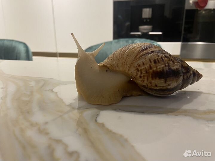 Улитка ахатина