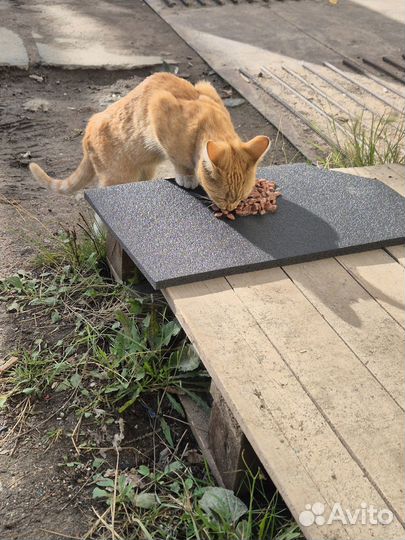 Рыжий котенок в добрые руки бесплатно