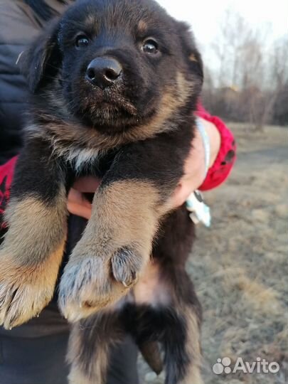Щенки в добрые руки даром