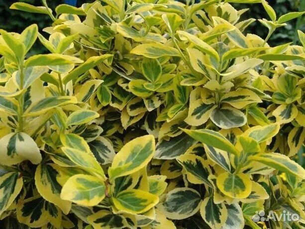 Бересклет форчуна