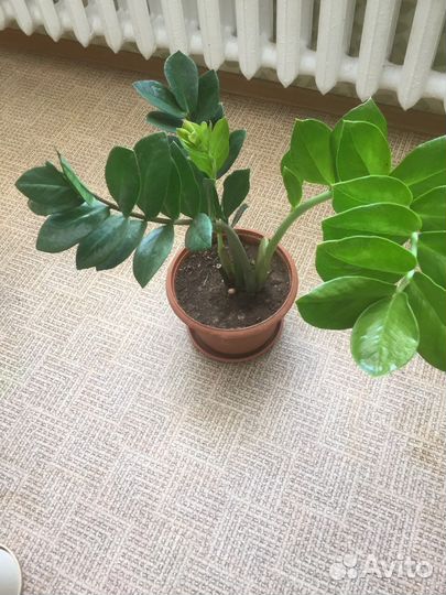 Замиокулькас