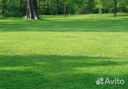 Укладка газона