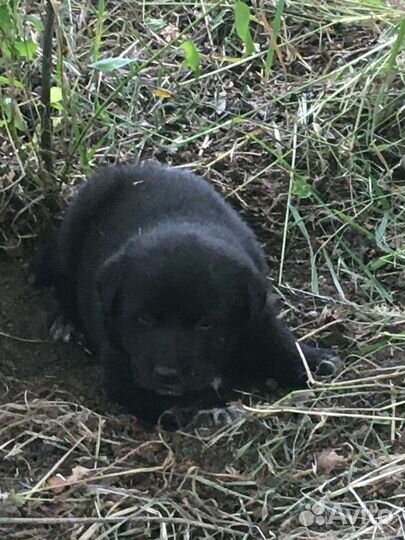 Собака в добрые руки щенок