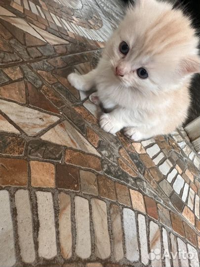 Отдам в хорошие руки котенка