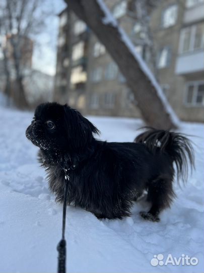 Пекинес